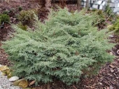 Juniperus x media 'Berry Hill' 